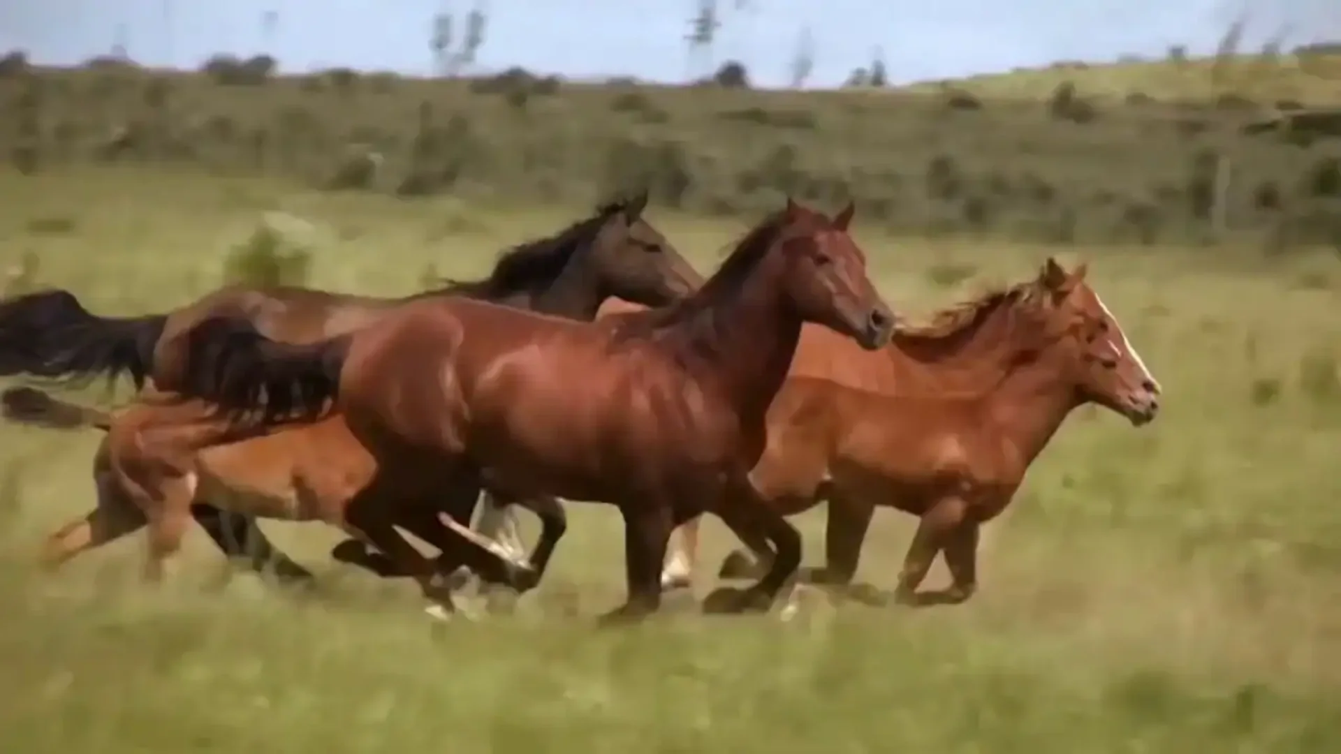 HappyHorse AI video generator creating cinematic 1080p video